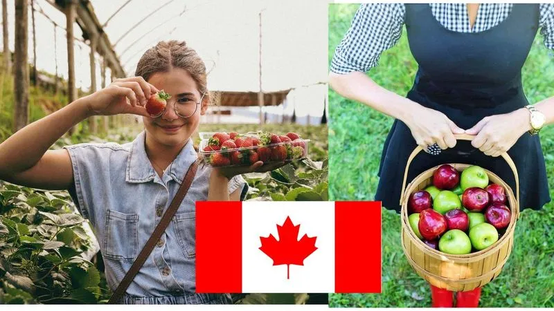 Fruit Picking Jobs in Canada With Visa Sponsorship